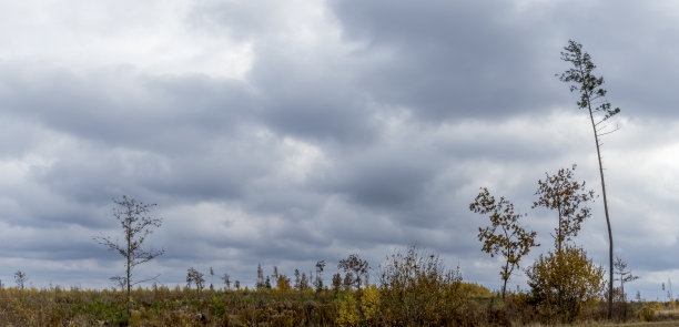 光秃秃的树枝映衬着多云的天空。自然保护。图片下载