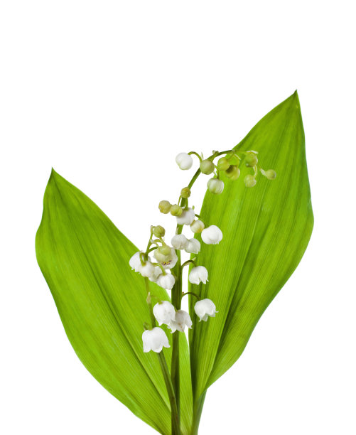 铃兰或五月花图片下载