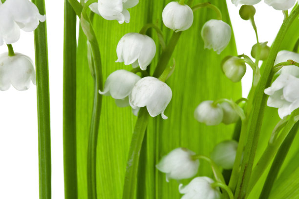 铃兰或五月花图片下载