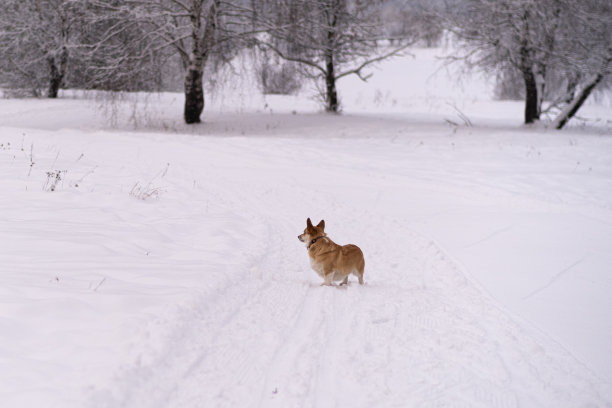 雪地里的狗。俄罗斯的冬天图片下载