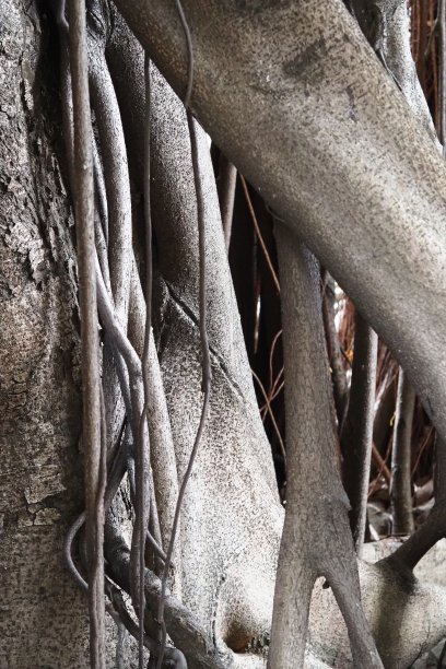 榕树的根图片下载