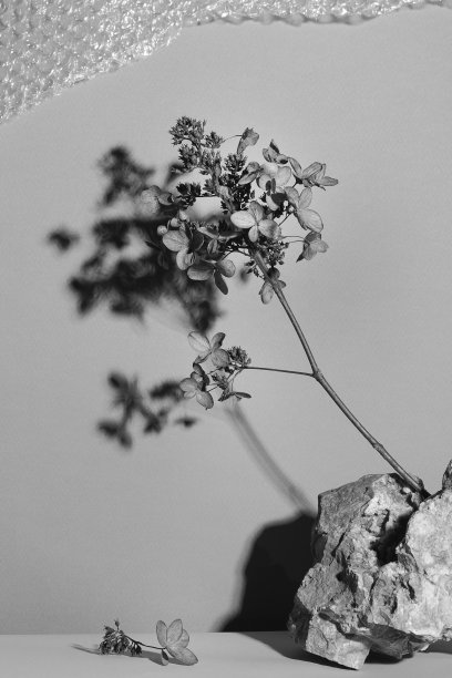 石头上的枯草，有着深深的阴影。自然背景。最小,艺术,时尚的概念。波西米亚和亲属设计。有选择性的重点。黑白照片图片下载