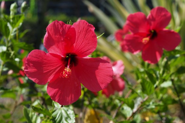 公园里的芙蓉花图片下载