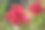 公园里的芙蓉花图片下载