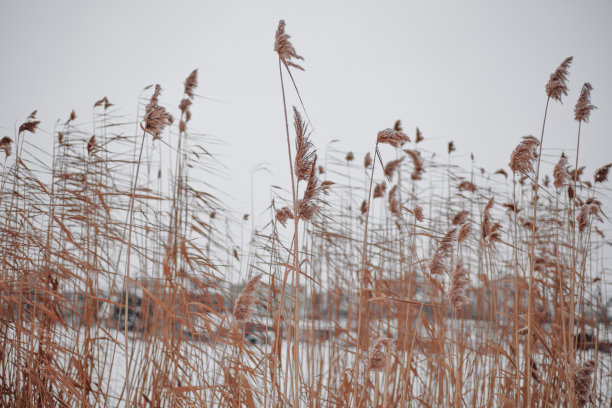 特写照片的高芦苇生长在不同的方向，瞄准地面上覆盖着积雪的森林。惊人的背景充满白色和显示图片下载