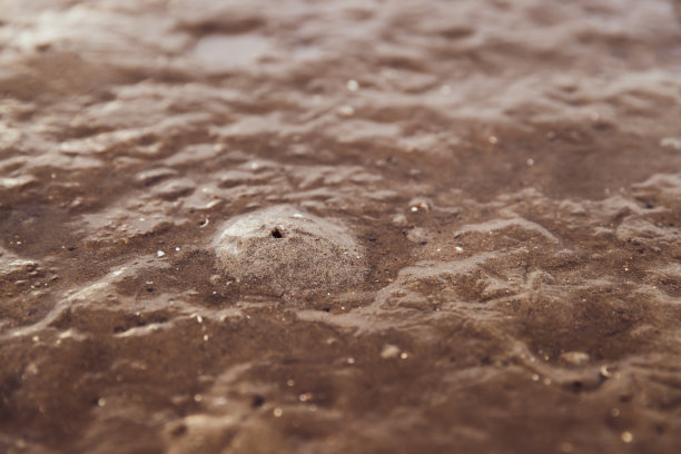 沙滩上的蟹洞图片下载