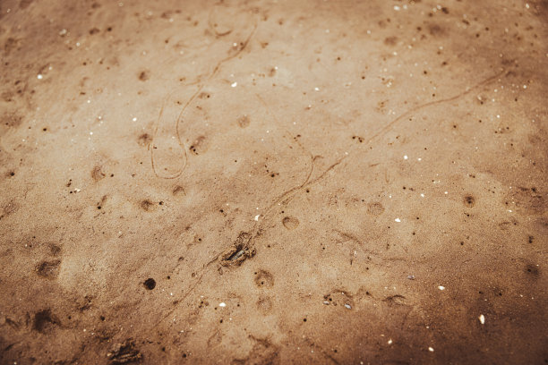 沙滩上的蟹洞图片下载