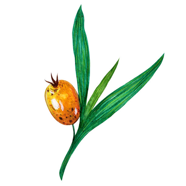 沙棘的小枝手绘水彩插图孤立在白色背景上。一棵花园树的树枝上结满了成熟的浆果和叶子。用于装饰、化妆品设计、纺织品的植物草图。图片下载