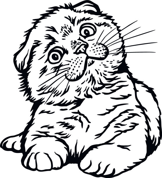 苏格兰折耳猫偷窥小猫-快乐的小猫图片下载