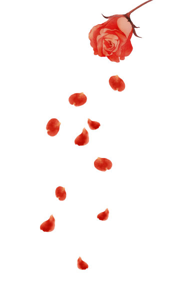 红玫瑰飘落的花瓣图片下载