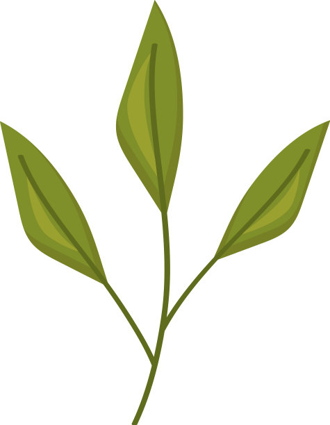 抹茶的叶子图片下载