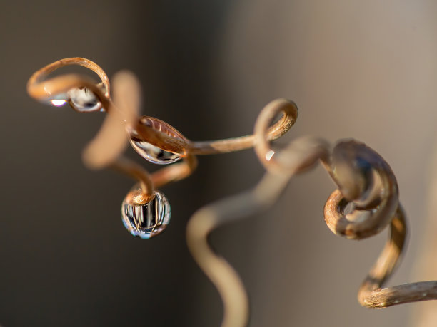 自然背景纹理。美丽的水滴在植物反射素材图片