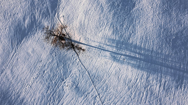无人机拍摄的冬季雪地里的一棵树图片下载