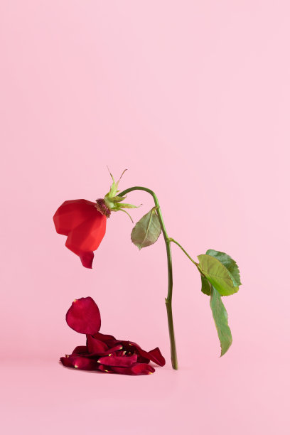 红色枯萎的玫瑰花与下降的花瓣在柔和的粉红色背景。爱，静物概念图片下载