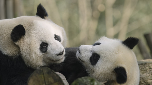 两只喧闹的成都大熊猫图片下载