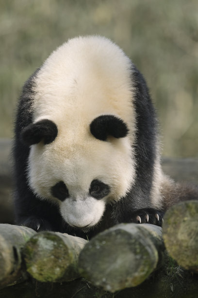 成都熊猫图片下载