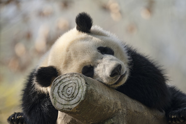 成都大熊猫在休息图片下载