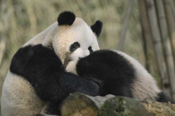 两只喧闹的成都大熊猫图片下载