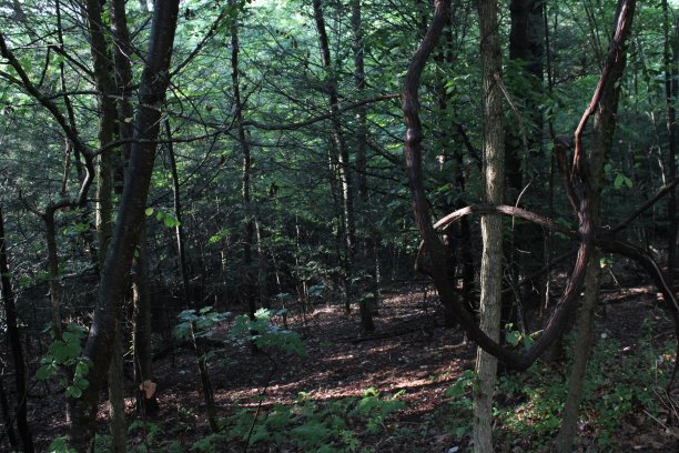 自然森林图片下载