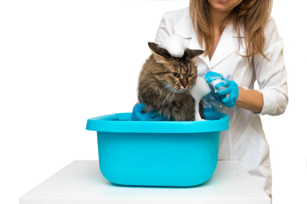 一个戴着蓝色手套的女孩在脸盆里给猫洗澡图片下载