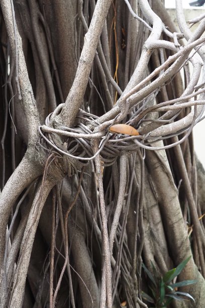 榕树的根图片下载