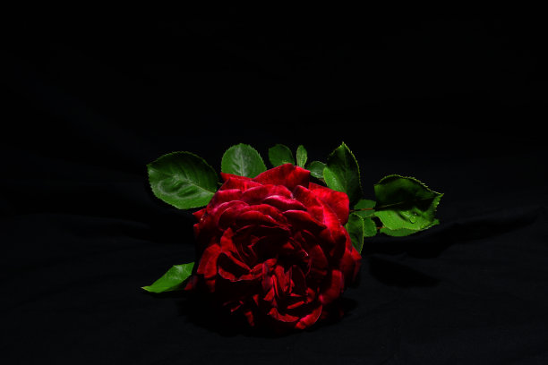 爱的红玫瑰图片下载