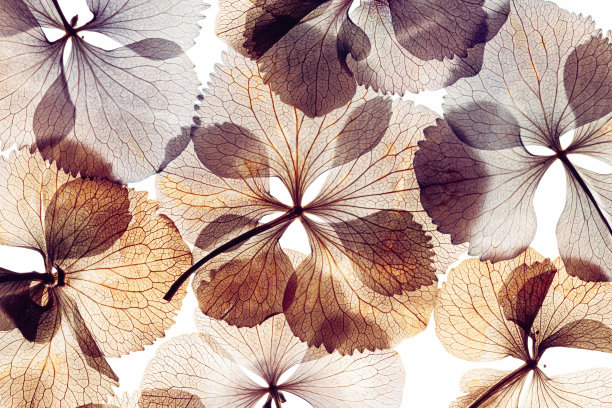 压干花绣球孤立在白色背景图片下载