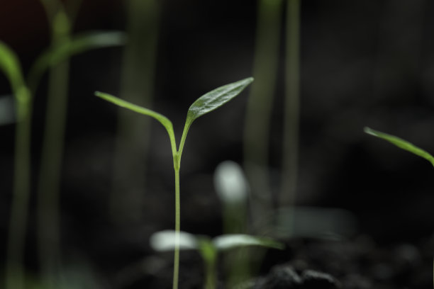 绿芽菜图片下载
