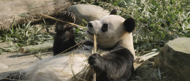 成都熊猫图片下载