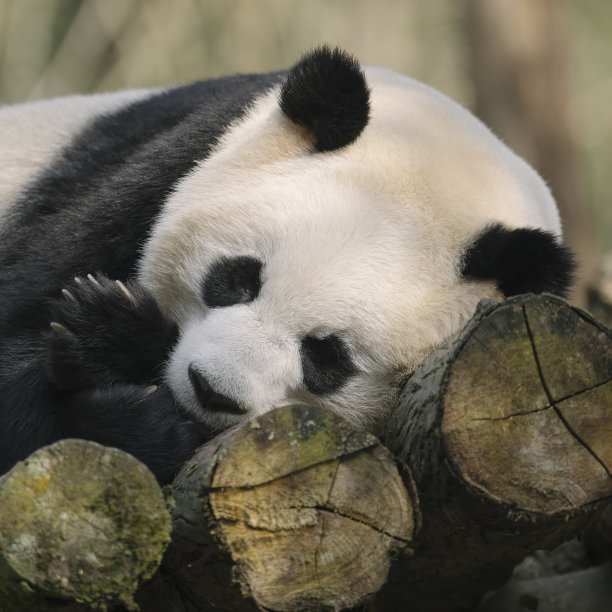 成都熊猫图片下载