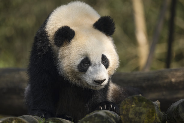 成都熊猫图片下载