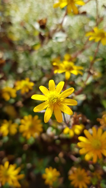 黄色狗舌草花的特写图片下载
