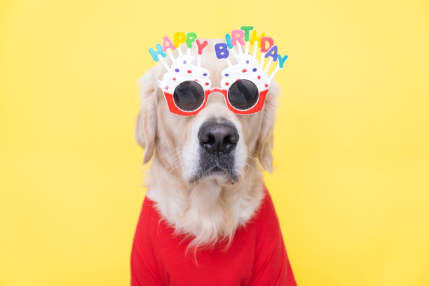 一只可爱的狗坐在他的生日聚会上，戴着眼镜，穿着黄色的衣服。宠物的节日。生日贺卡。图片下载