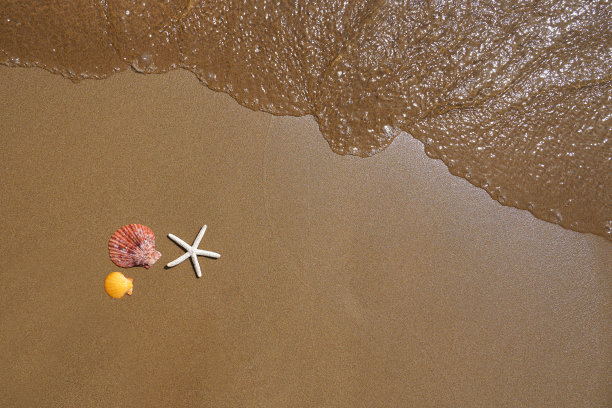 海星和贝壳在沙滩上。图片下载