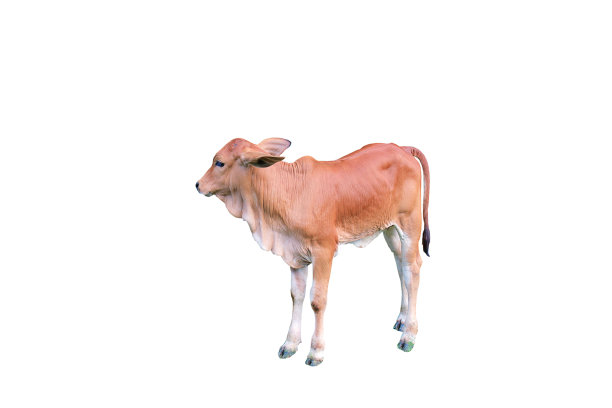 红棕色的小牛在白色的背景图片下载