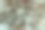 银色的狐皮。特写镜头。背景。纹理。图片下载