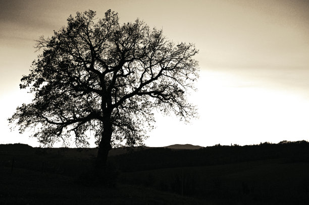 Quercia在轮廓图片下载