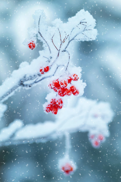 树上结霜的花楸浆果图片下载
