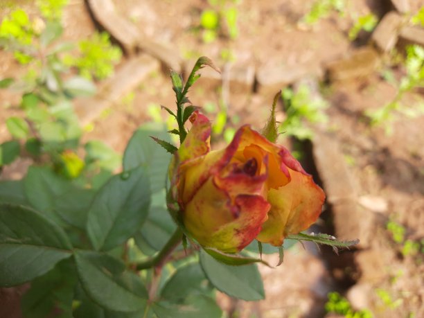 月季(Rosa chinensis)通常被称为古拉布(gulab)、月季(Chinese rose)或孟加拉月季(Bengal rose)，是原产于中国西南地区的贵州、湖北和四川的月季属的一员图片下载