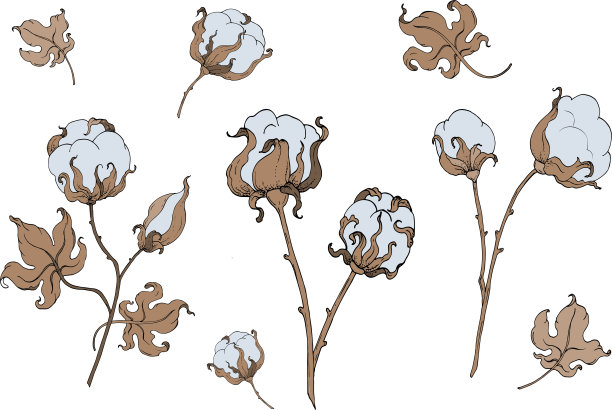 设置棉花花和叶子。矢量图图片下载