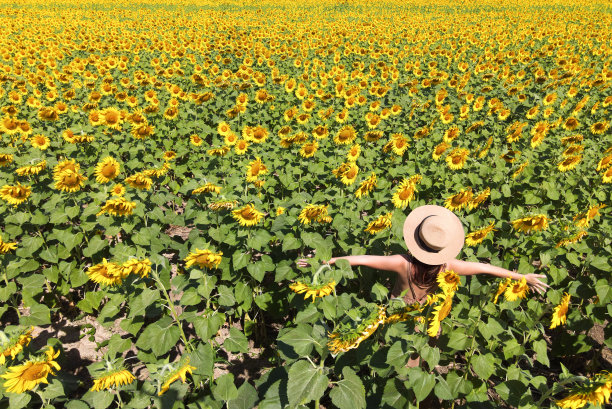 阳光明媚的照片，年轻开朗的女孩在向日葵的田野里高举双手。享受的时刻图片下载