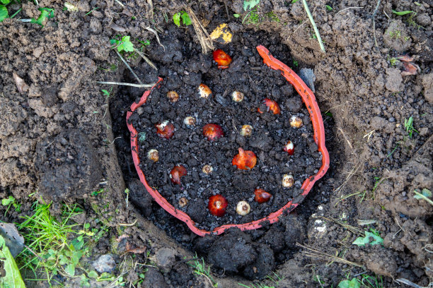 秋天在篮子里种郁金香和番红花图片下载