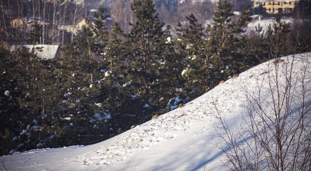 在城市里过冬的鸟图片下载