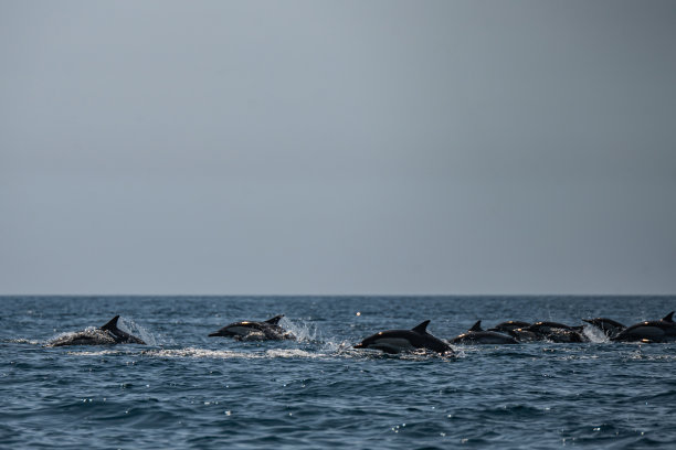 夏天，海豚在圣莫尼卡湾嬉戏图片下载