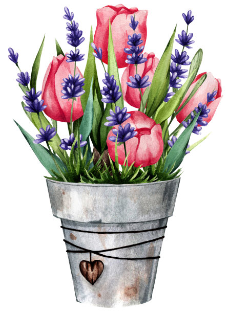 一盆郁金香和薰衣草。水彩插图。非常适合做贴纸和明信片。图片下载