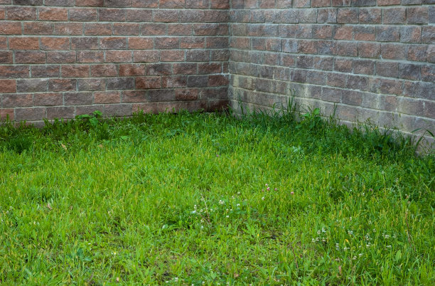角落里有两堵砖墙和郁郁葱葱的绿草图片下载