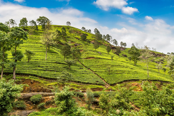 斯里兰卡的茶园图片下载