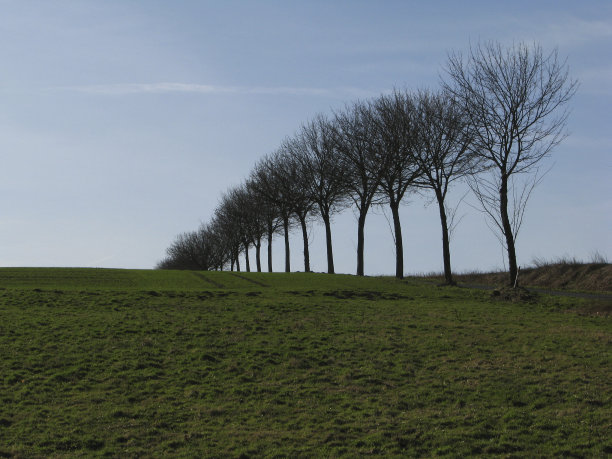 天气好的时候，田地边缘的树图片下载