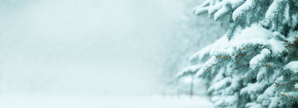 冬季景观全景。白雪覆盖云杉的圣诞和新年背景图片下载