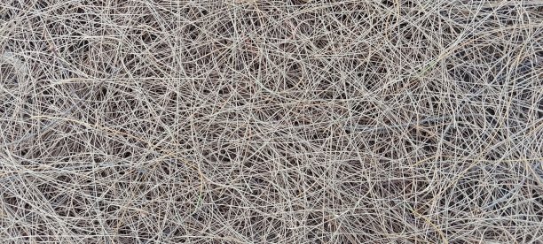 干松叶纹理背景图片下载